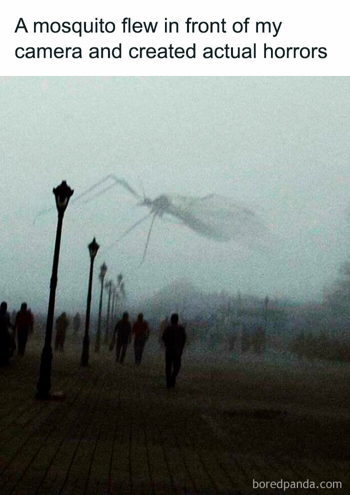 Giant mosquito illusion resembling a "final boss" in foggy street due to close-up camera angle.
