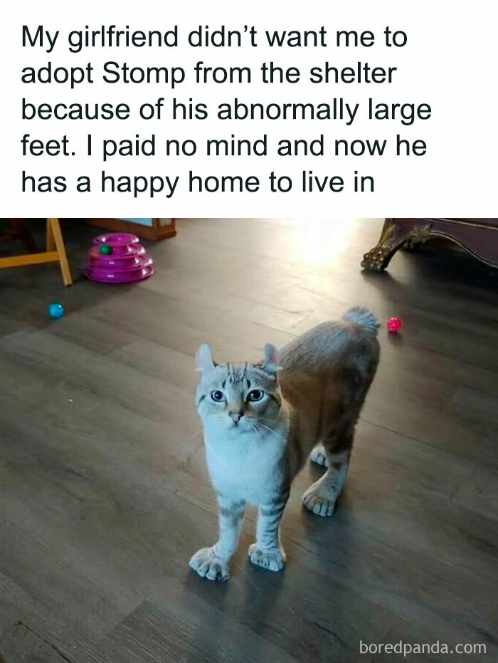 Cat with large feet standing in a living room, resembling a final boss in real life.