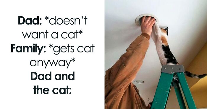 “Stuff With Cats”: 50 Silly Cat Memes To Make You Smile