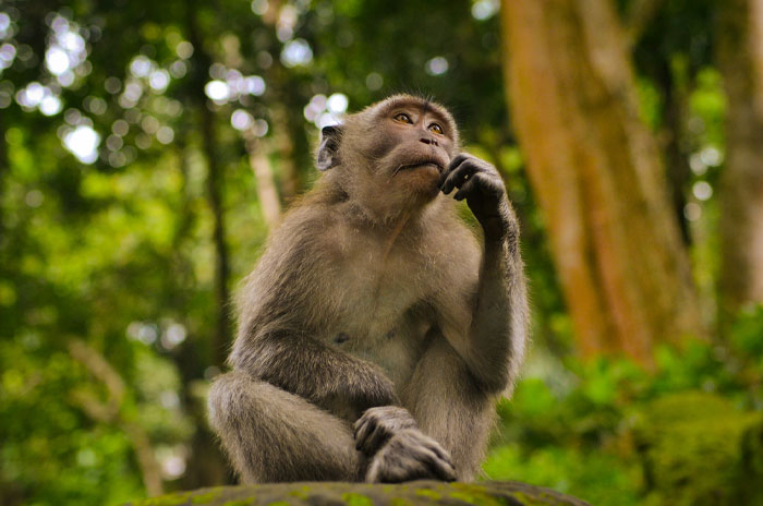 Monkey contemplating in forest, symbolizing funny email sign-offs with a thoughtful expression.
