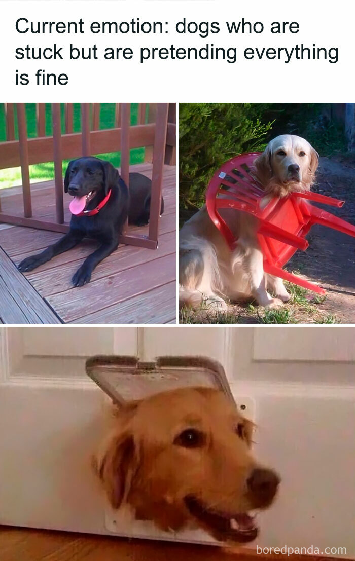 Three dogs stuck in funny situations, illustrating dopamine-boosting random memes for brain happiness.