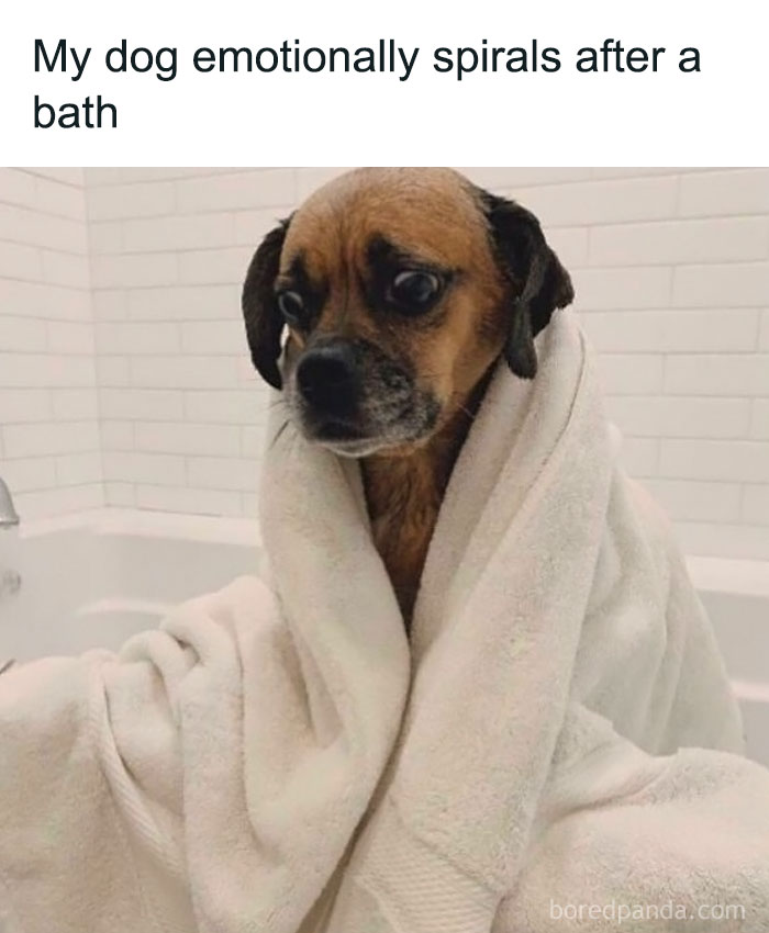 Dog wrapped in a towel after bath, captioned with an existential meme moment.