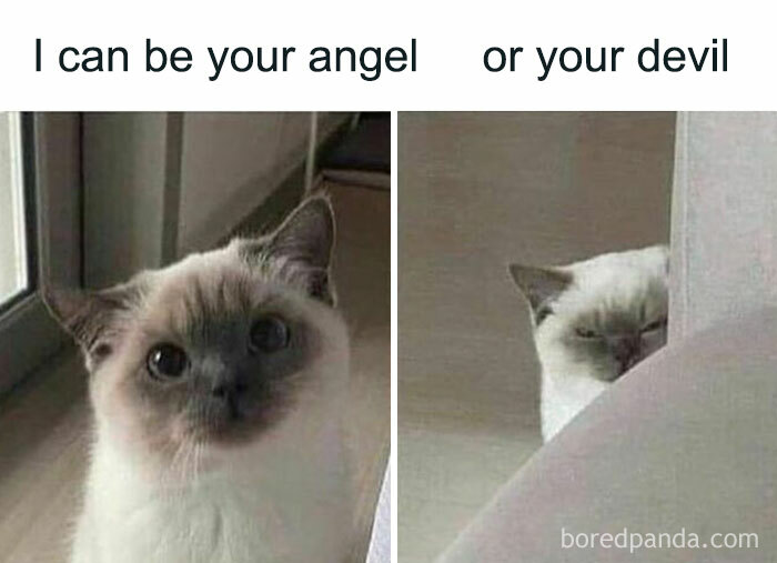 Cute cat meme with two panels showing contrasting facial expressions, angelic and devilish, relatable to barely functioning individuals.