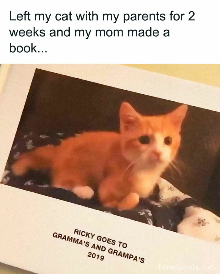 Funny-Relatable-Ig-Animal-Memes