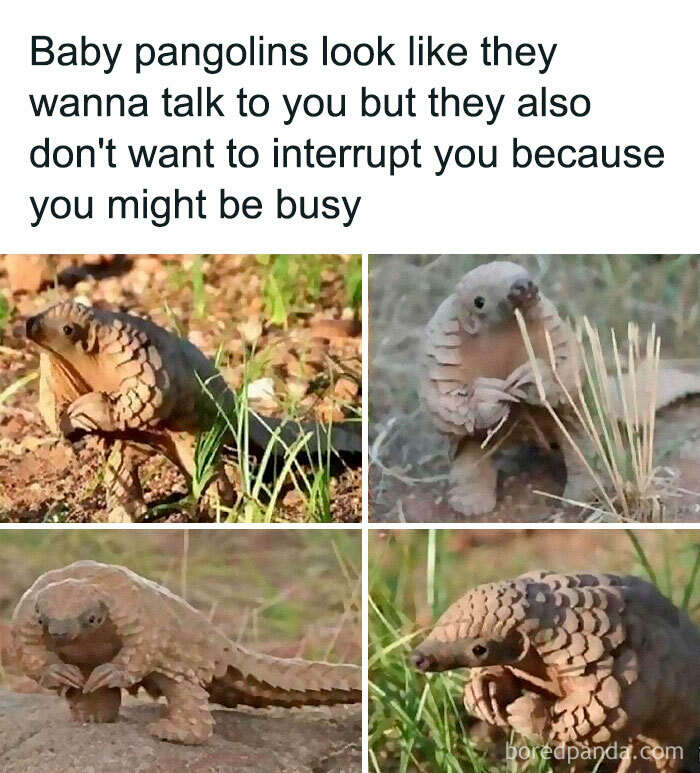 Funny-Relatable-Ig-Animal-Memes