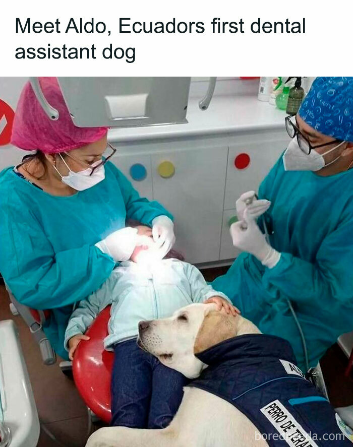 Funny-Relatable-Ig-Animal-Memes