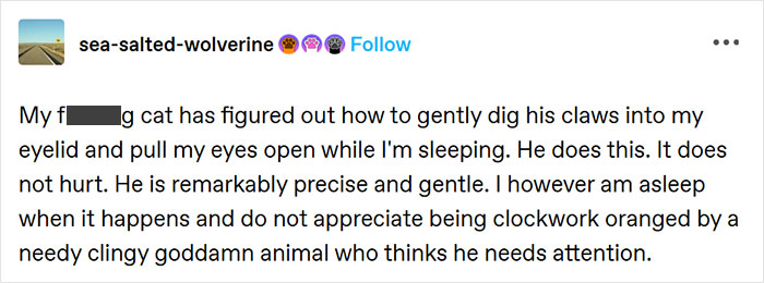 Funny meme text about a cat gently waking its owner by lifting their eyelid, shared on an Instagram page to brighten your day.