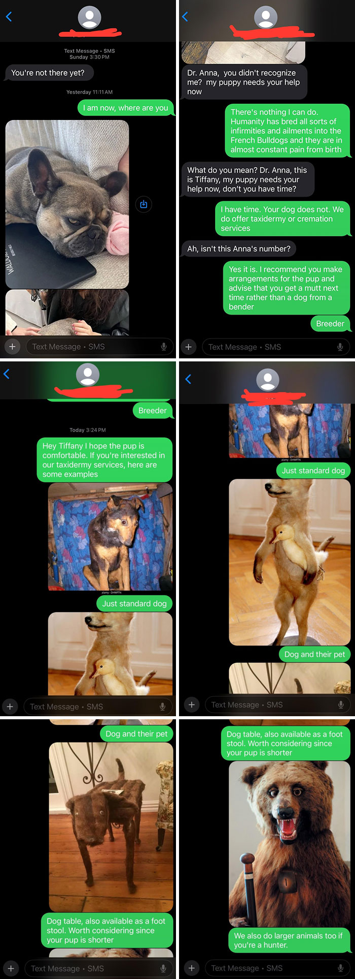 Text exchange showing funny-scammer-responses about a dog's health and taxidermy services with humorous pictures.