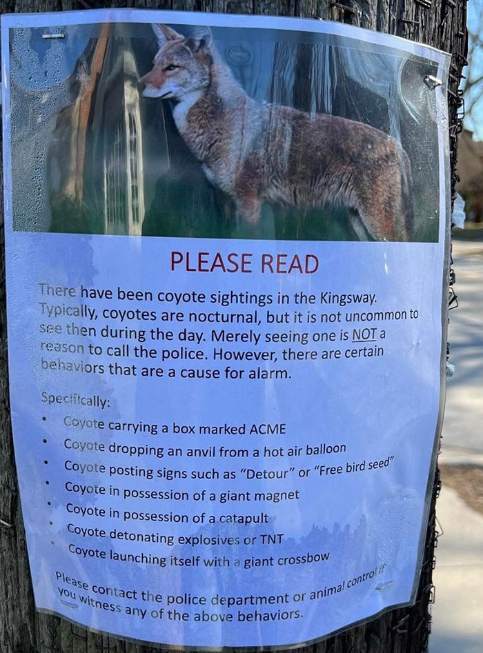 Coyotes In Toronto