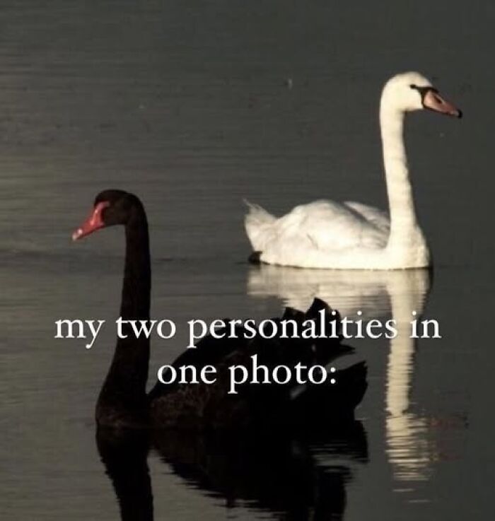 Two swans in a lake, one black and one white, with text overlaying. Funny silly Facebook memes contrast.