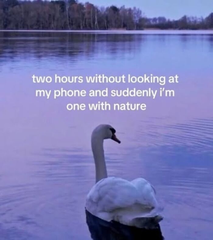 A swan on a lake with text overlay about disconnecting from phones, illustrating funny Facebook memes.