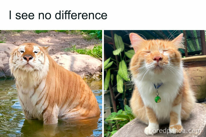 Tiger and cat side by side, showing similarity; humorous meme with text "I see no difference."