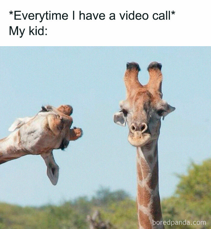 Funny giraffe meme showing one giraffe facing forward and another appearing upside down during a video call.