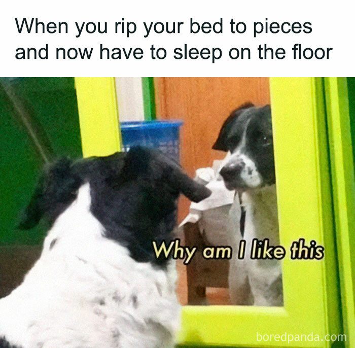 Dog looking at its reflection with text overlay: "Why am I like this?" Humorous meme moment.