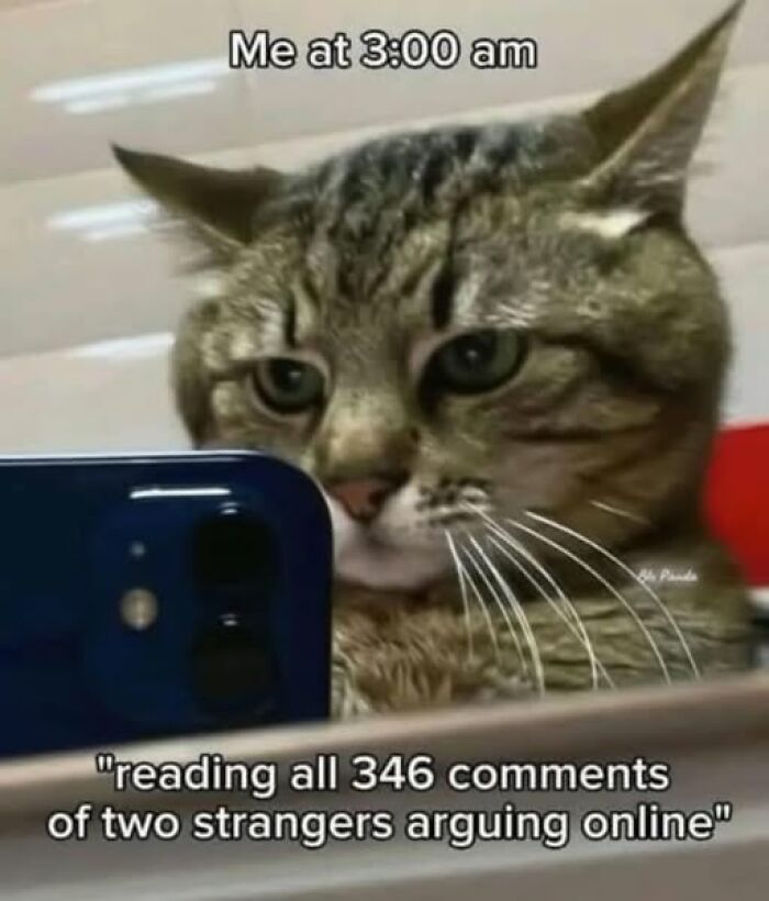 Cat meme about reading online arguments at 3:00 am, one of the funniest weird memes shared.