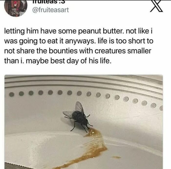 Fly enjoying peanut butter on a plate with funny meme text overlay.