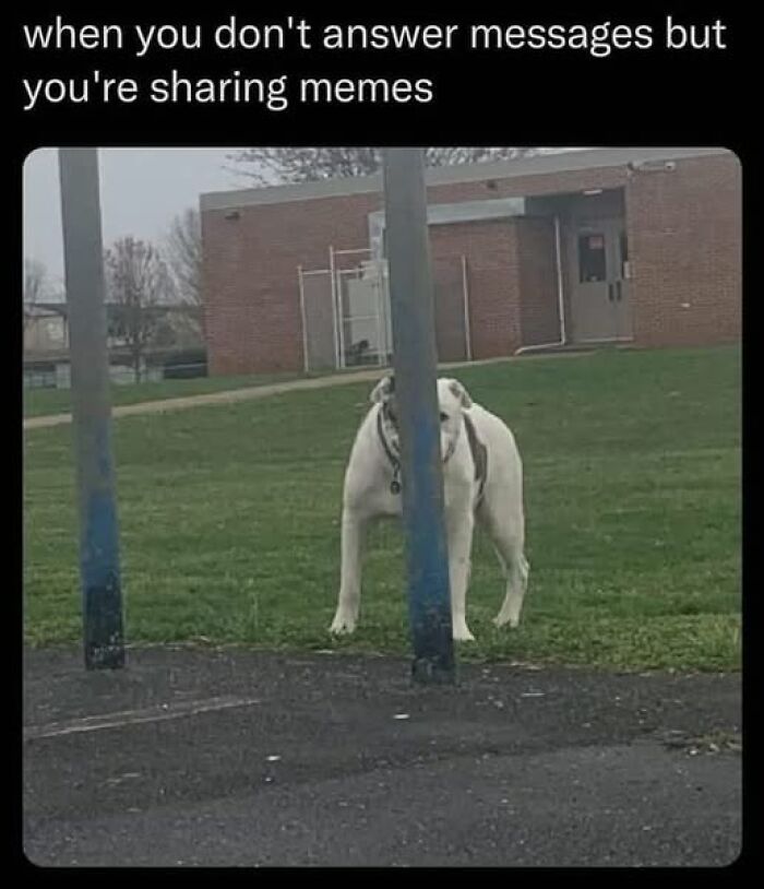 Dog standing behind a pole, humorously hidden, with text about sharing memes but not answering messages.