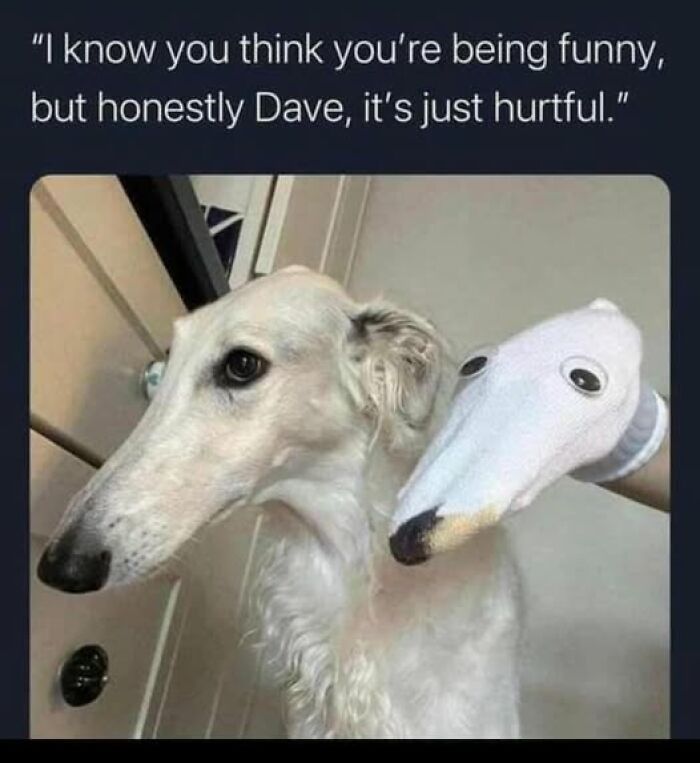 Dog with a long nose next to a sock puppet, a funny meme scene involving humor and a playful comparison.