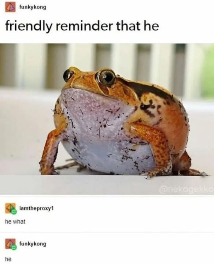 A funny meme of an orange frog with text, featuring SEO keywords: weirdest memes.