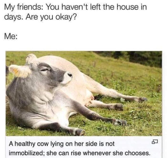 Weirdest meme featuring a cow lying on grass, with humorous dialogue about staying indoors.