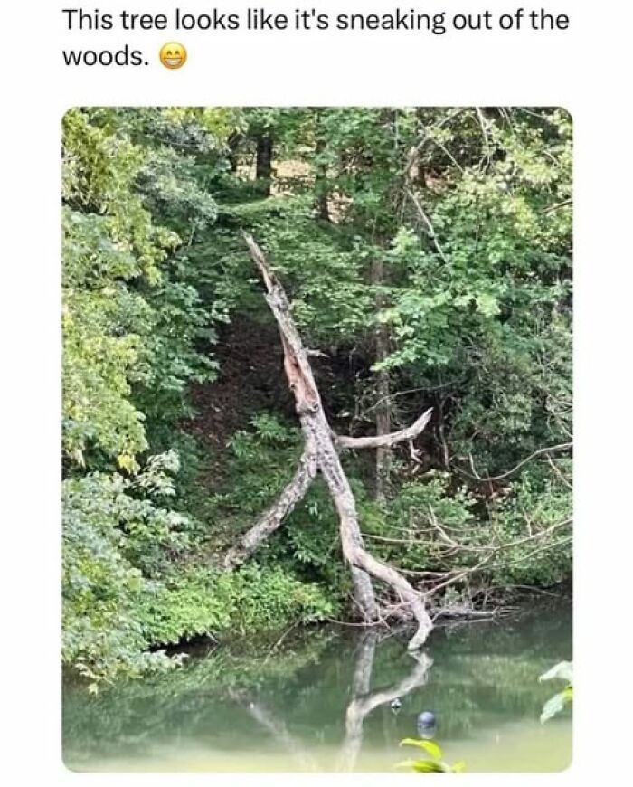 Weirdest meme showing a tree resembling a sneaky figure emerging from the woods by a pond.