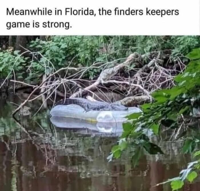 Alligator on an inflatable raft in a river, showcasing a funny meme moment with nature.