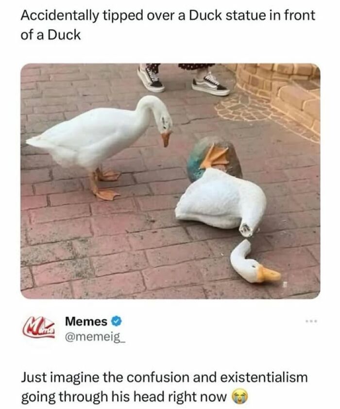 Duck observing a tipped-over duck statue, creating a funny meme moment with existential humor.