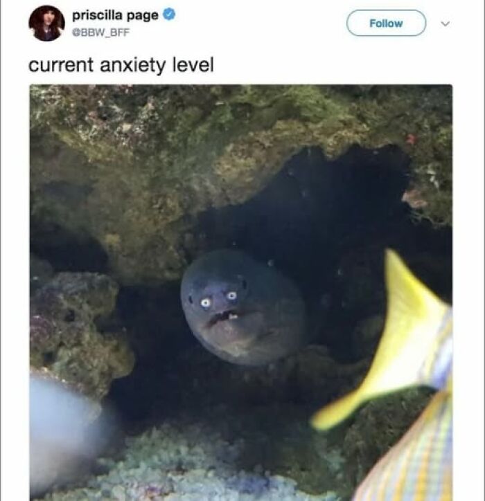 Eel with funny expression in coral reef, part of weirdest memes.