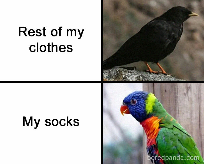 Weirdest meme showing a black crow labeled "Rest of my clothes" and a colorful parrot labeled "My socks."