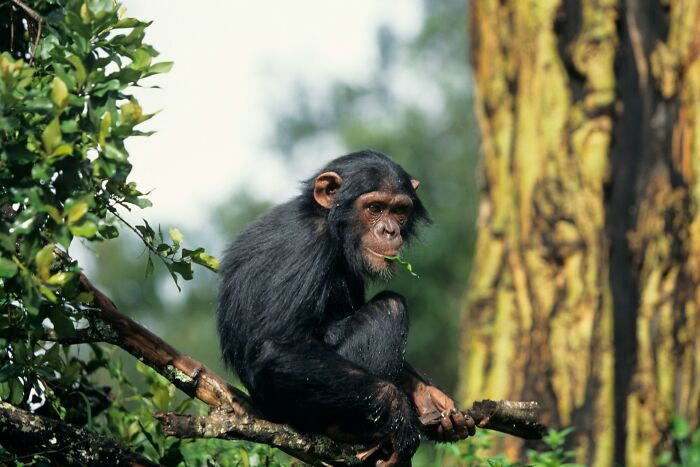 Young chimpanzee sitting on a tree branch, surrounded by lush greenery, highlighting adorable animal behavior.