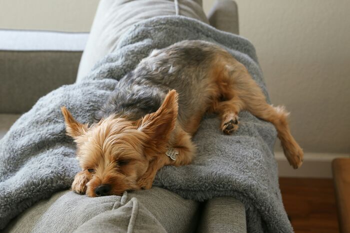 A small dog sleeping on a gray blanket, showcasing gift ideas for someone who has everything.