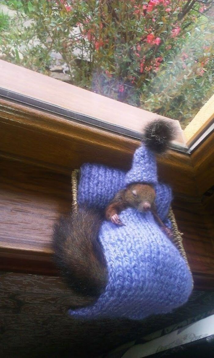 A cute baby animal, wrapped in a cozy purple blanket, nestled by a window.