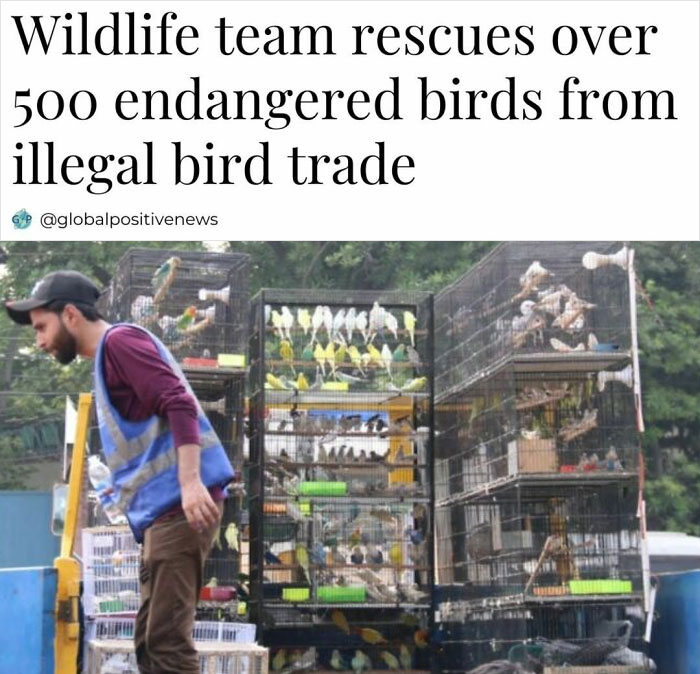 Wildlife team member beside cages, rescuing over 500 endangered birds from illegal bird trade, symbolizing faith in humanity.