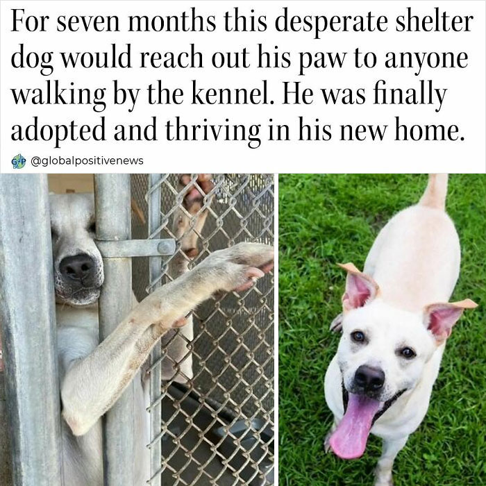 Shelter dog finally adopted and thriving in new home, illustrating faith in humanity through global positive news.