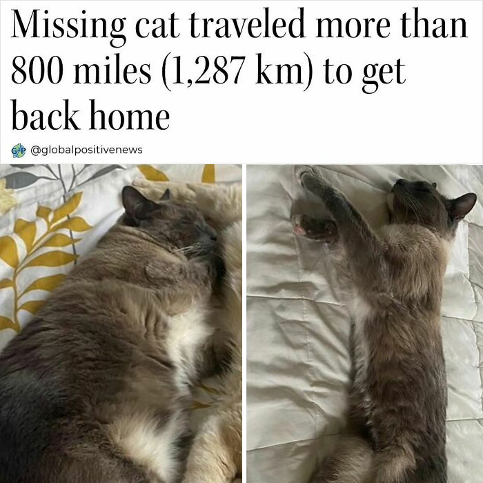 Cat resting on a bed after traveling 800 miles to return home, illustrating faith in humanity restored.