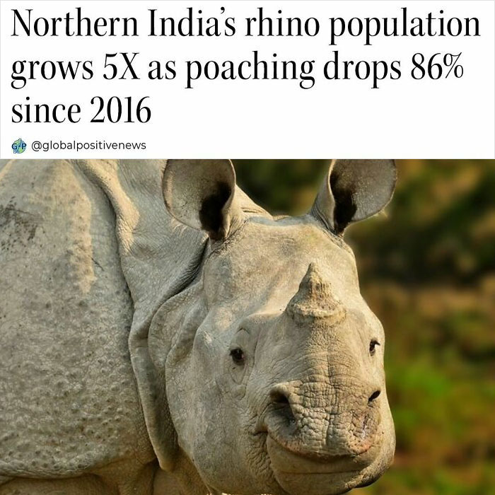 Rhino population in Northern India thrives as poaching drops, showing faith in humanity restored through conservation.