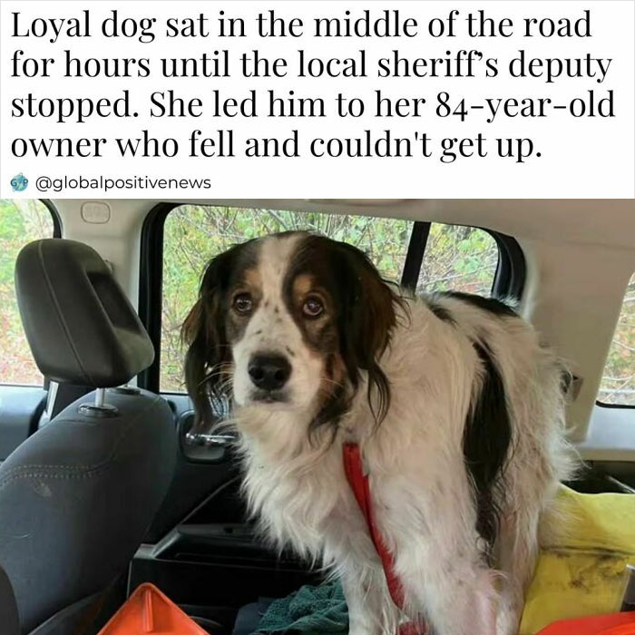 Loyal dog in backseat of car, instrumental in saving its elderly owner, showcasing faith in humanity restored.