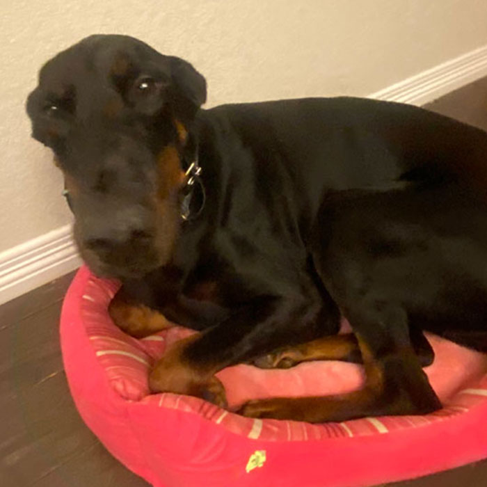 Hey Pandas, Post Your Favorite Picture Of Your Dog