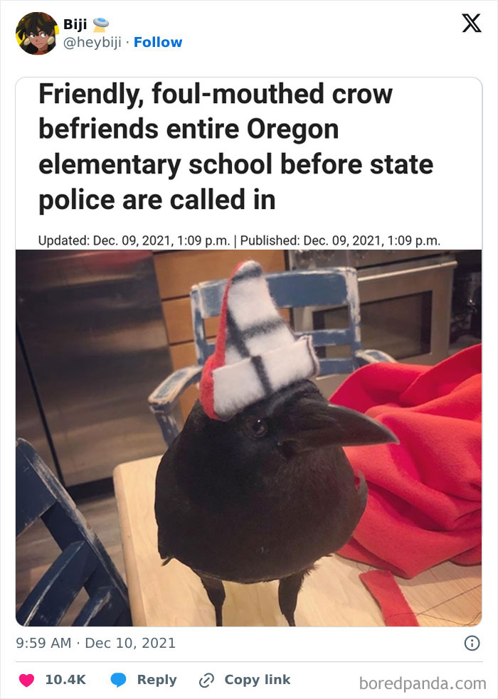 Crow wearing a hat indoors, associated with hilarious news headlines about a school visit in Oregon.