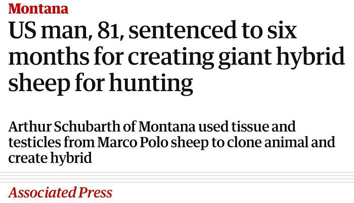 Hilarious news headline about an 81-year-old sentenced for creating a giant hybrid sheep in Montana.