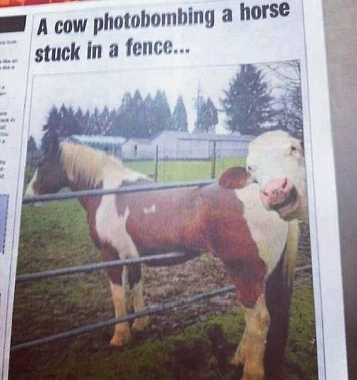 Cow photobombing a horse stuck in a fence, illustrating hilarious news headlines in a newspaper clipping.