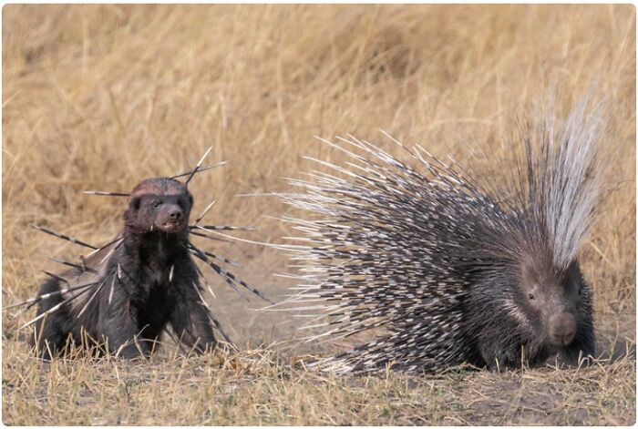 When You Need A Mental Boost, Summon Your Inner Honey Badger!