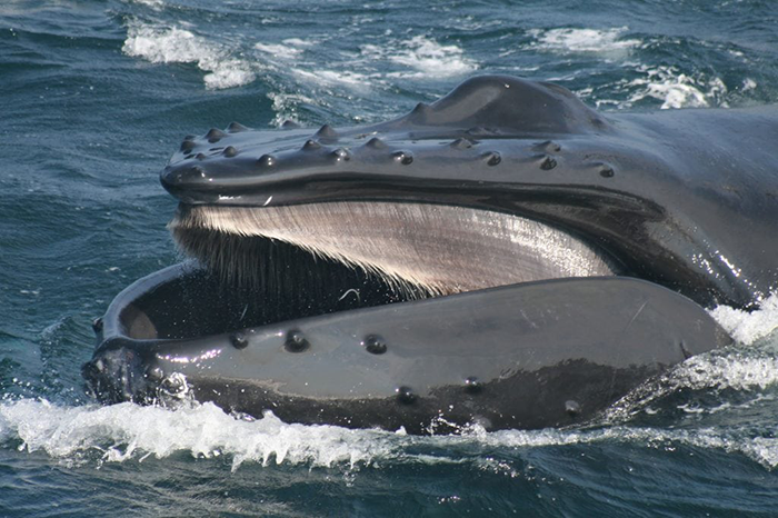 Whale with open mouth near the ocean surface, showcasing baleen plates and water splashing around.