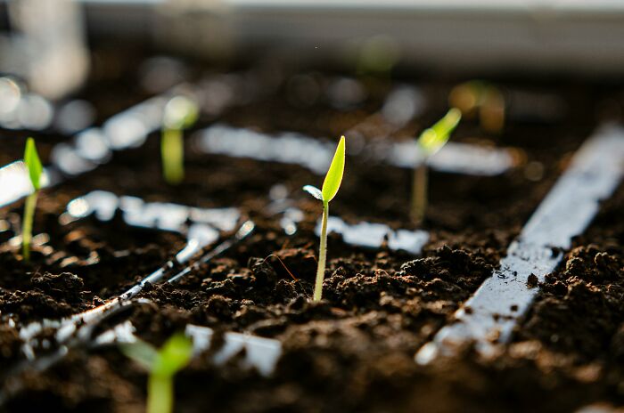 Young green seedlings emerging from soil, symbolizing growth and discovery of bizarre facts.