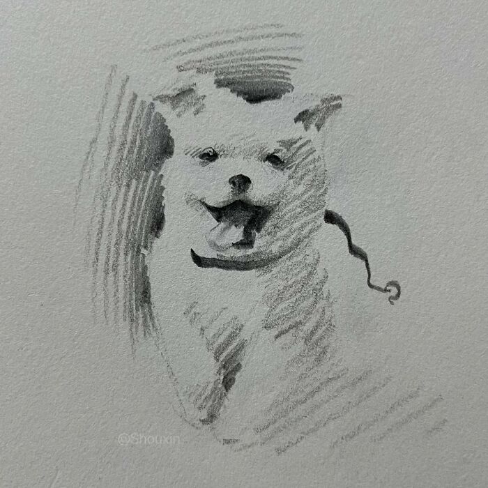 Sketch of a dog drawn with few strokes, showcasing personality and artistry.