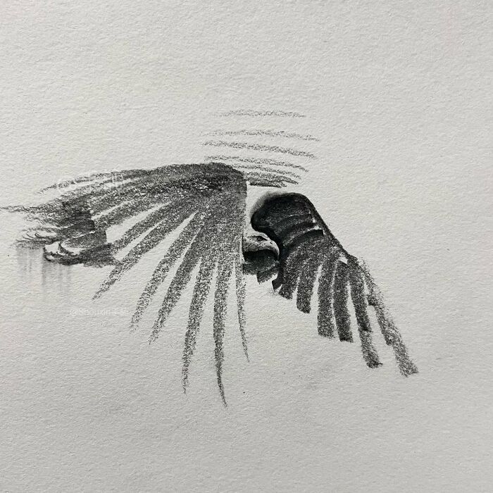 Minimalist drawing of an eagle in flight created with a few strokes, showcasing animal personality.