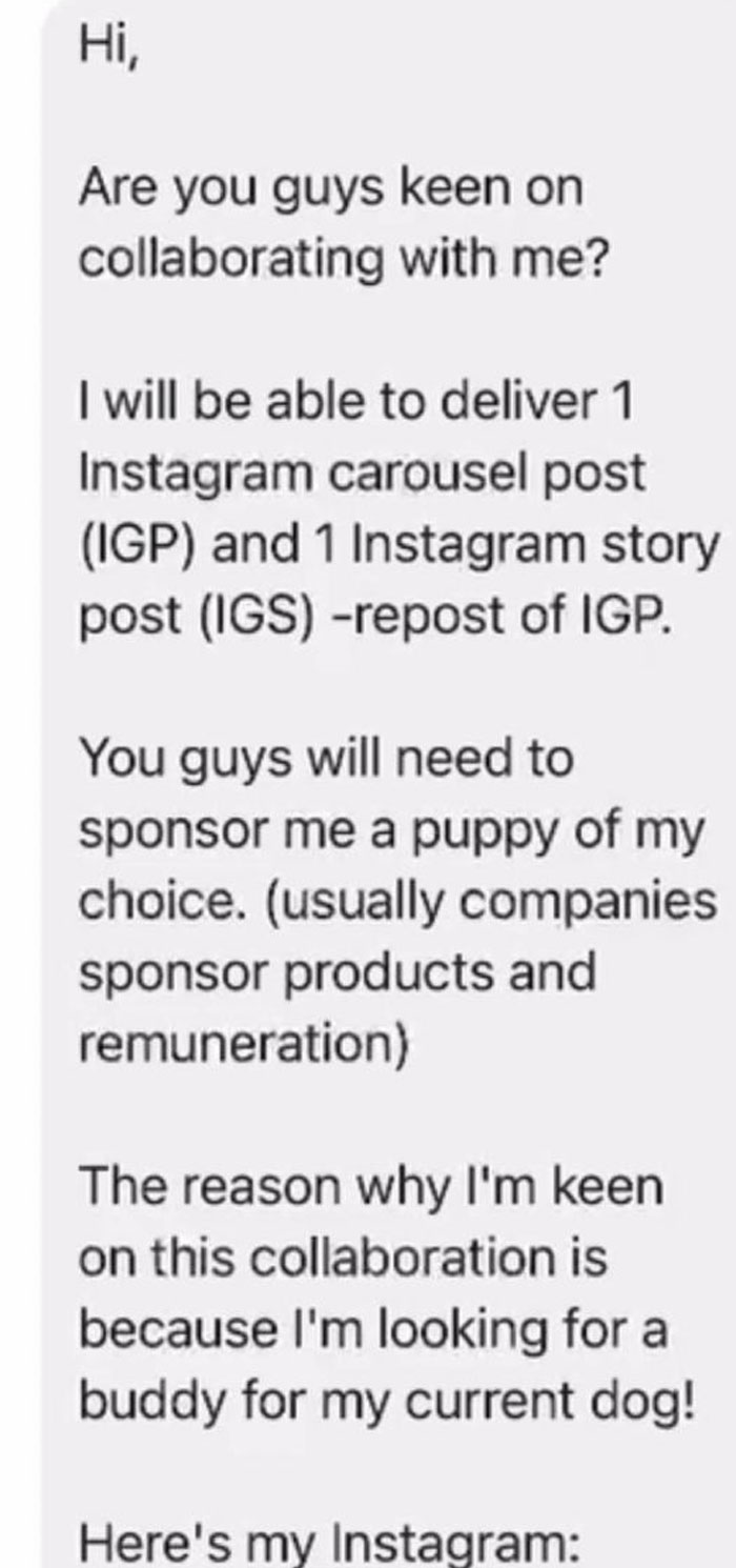 Text message from an entitled influencer requesting a puppy as sponsorship for social media posts.
