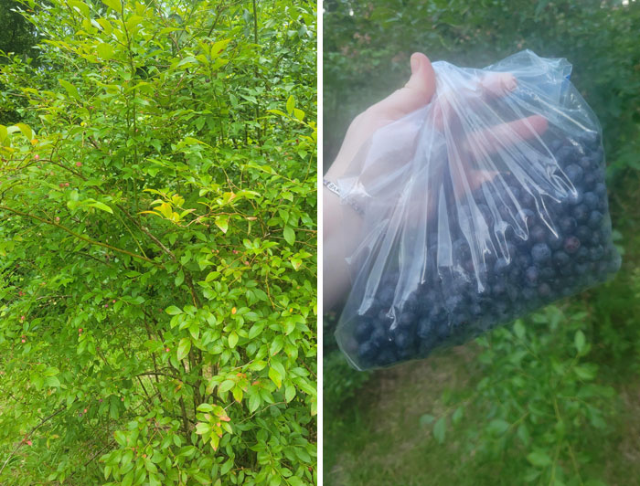 Green bush full of berries next to a hand holding a bag of picked berries showing neighbor behavior to shame