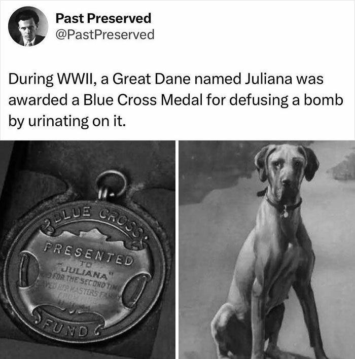 Great Dane Juliana with a Blue Cross Medal, recognized for defusing a b**b during WWII, illustrating a historical fact.