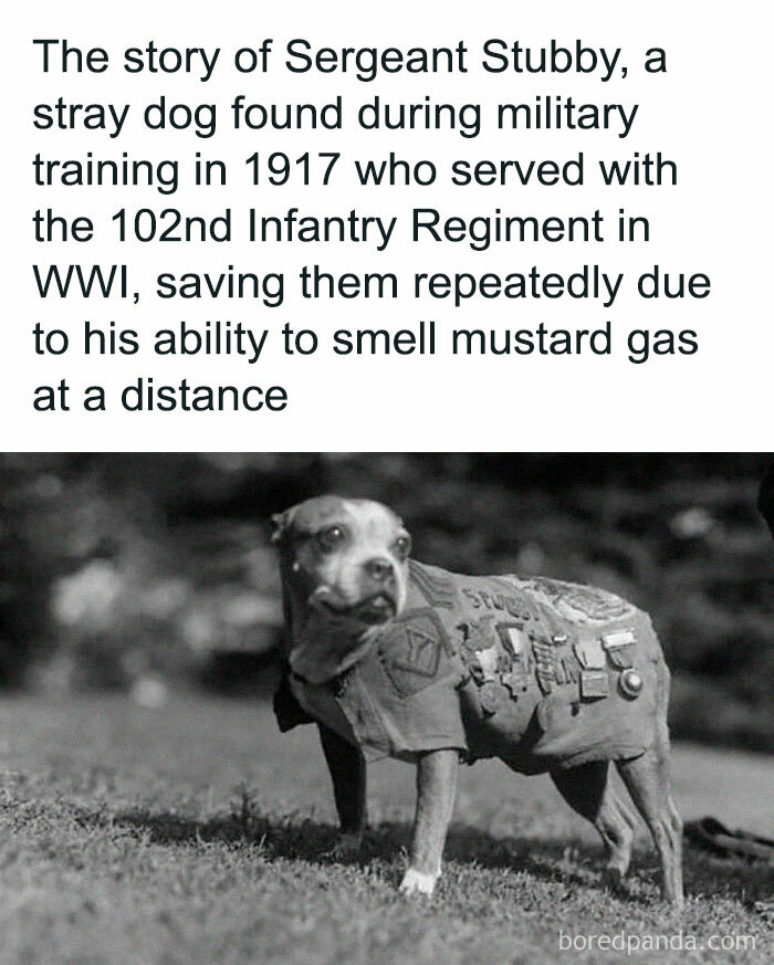 Dog in military uniform with medals, representing historical facts of WWI, specifically Sergeant Stubby.